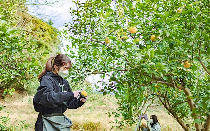 離れ小島で社員が野菜を！？ 画像