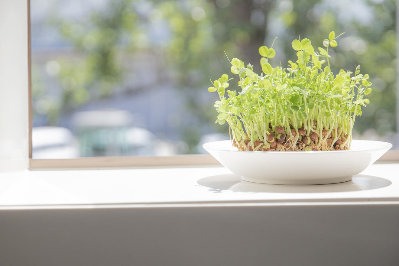 窓際に置いた豆苗の画像