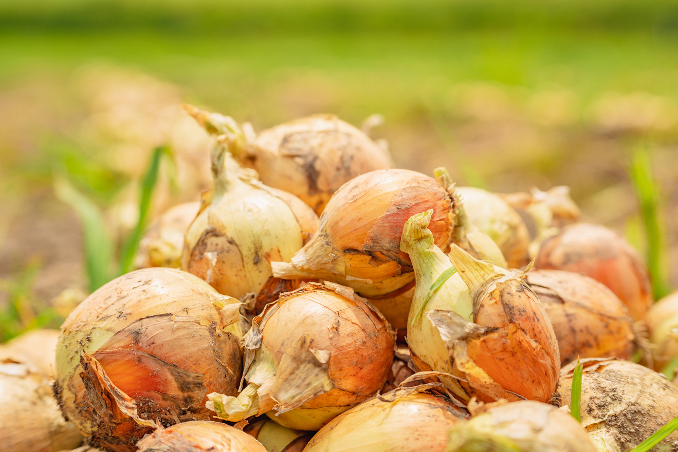 たまねぎの画像