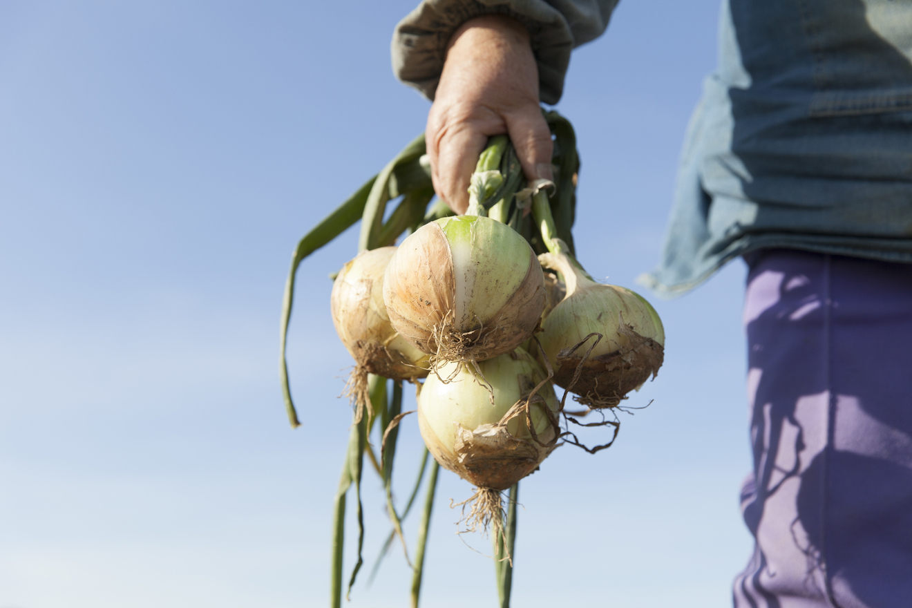 たまねぎを持っている画像