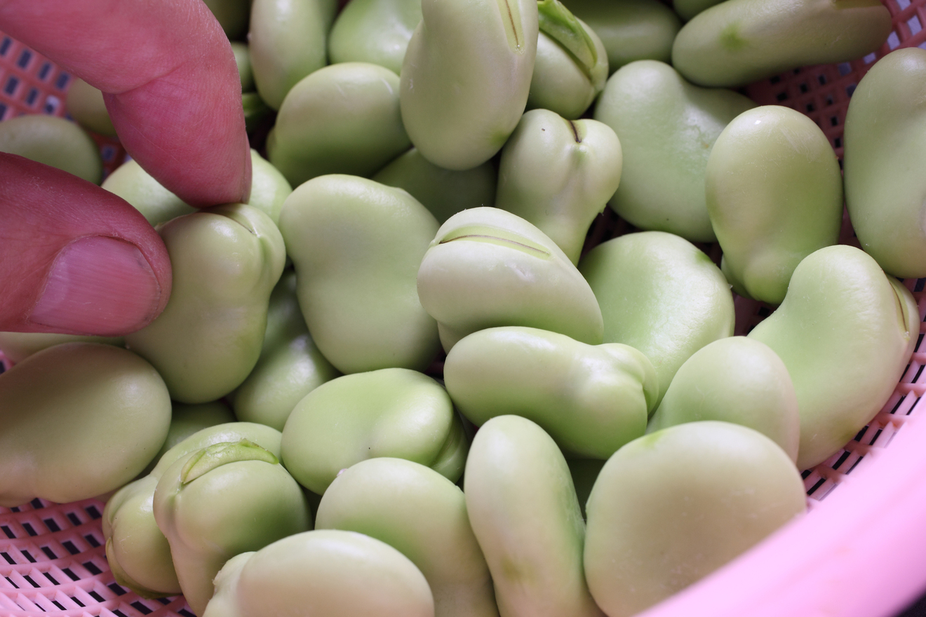 さやから出したそら豆の画像