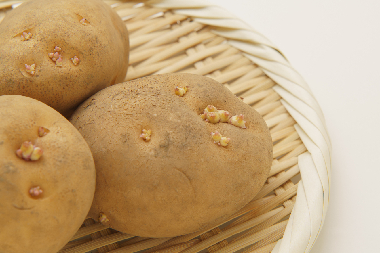 じゃがいもの画像