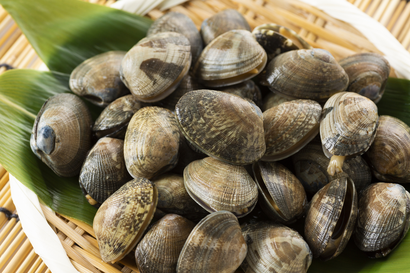 あさりの画像