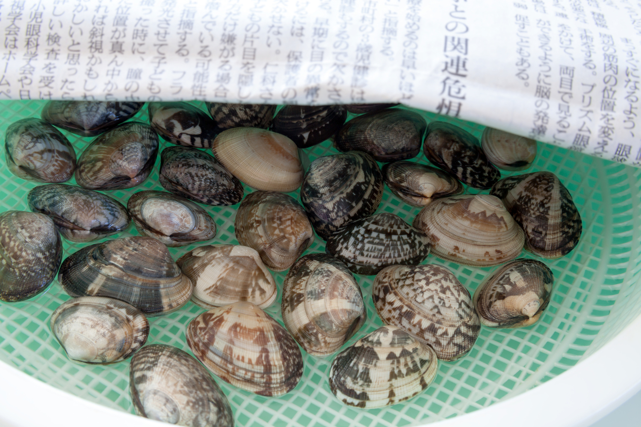 あさりの画像